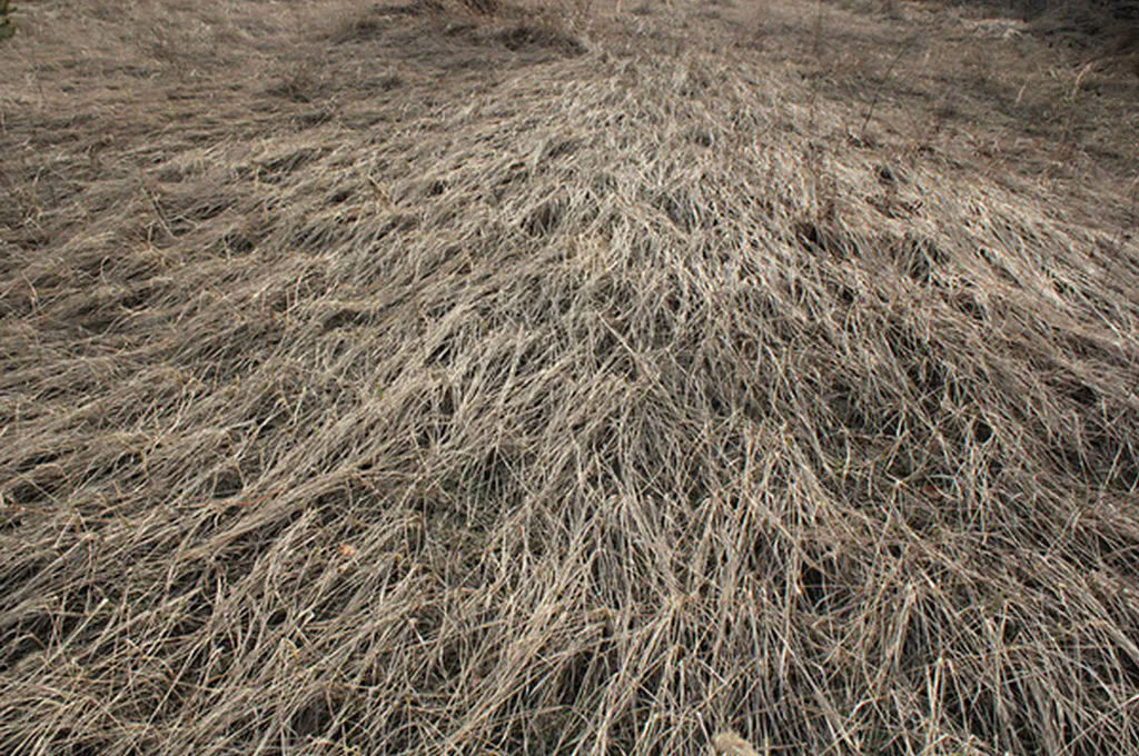 <p>Straw | Fotografía digital</p>
