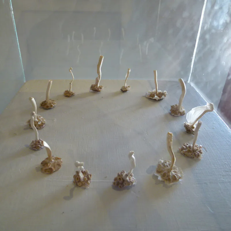 <p>Tallos de ajos  | 14 tallos de ajo coleccionadas durante dos años | medidas variables | 2010-2012</p>
