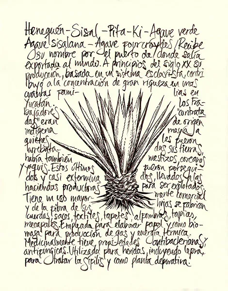 <p>Henequen | 2021 | Tinta sobre papel | 35.6x27.9cm</p>
