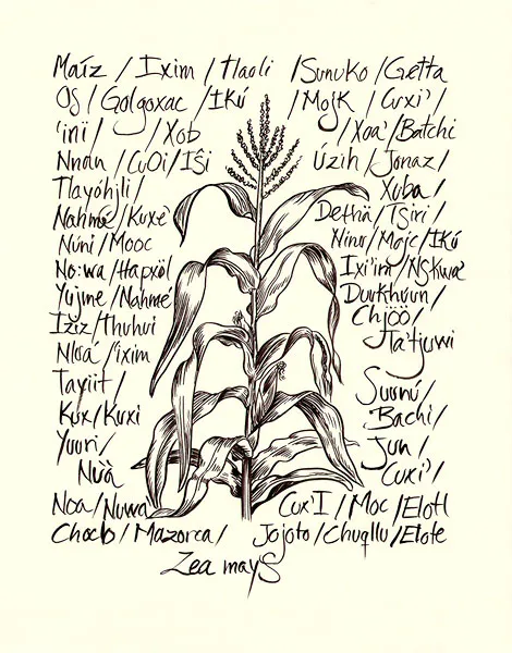 <p>Maiz | 2021 | Tinta sobre papel | 35.6x27.9cm</p>
