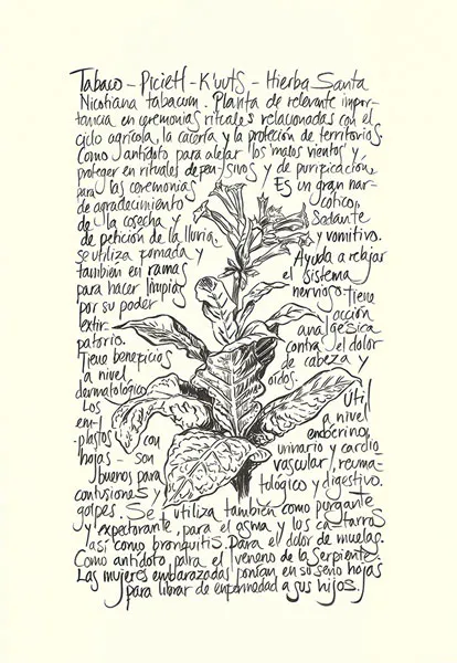 <p>Tabaco | 2021 | Tinta sobre papel | 44x30.5cm</p>
