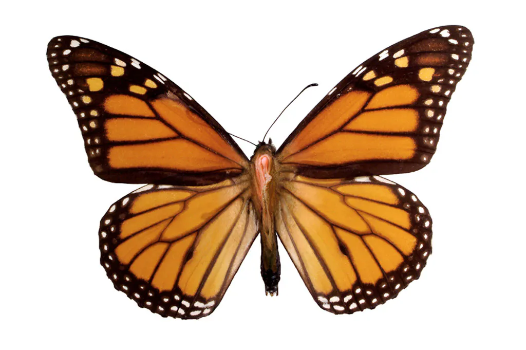 <p>Imago - Danaus plexippus | Fotografia, Impresión cromógena</p>
