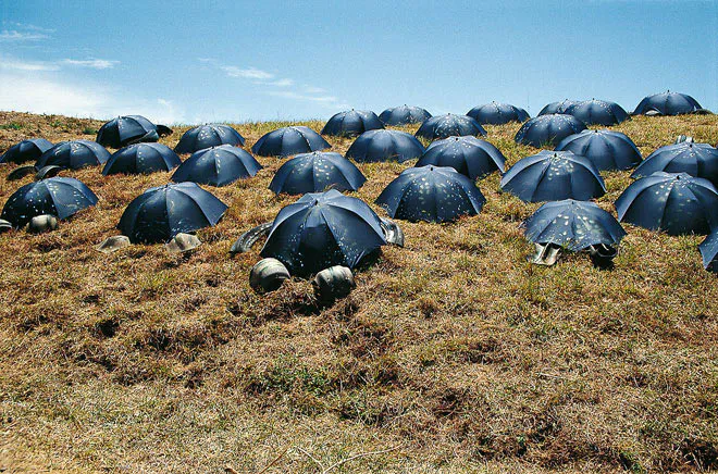 <p>Por las tortugas, 1992</p>
