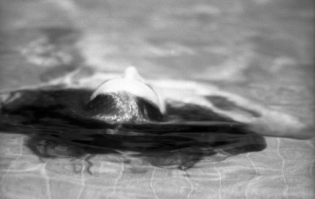 <p>De la serie: De Pelos. Plata/Gelatina</p>
