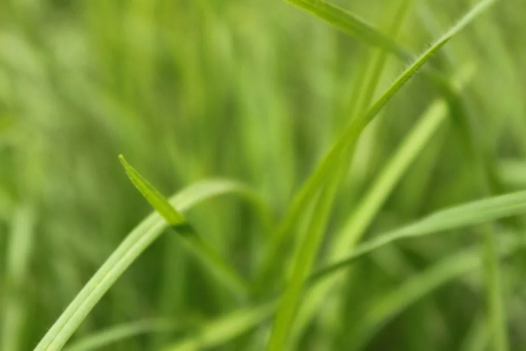 <p>170 x 110 cm | 2010</p>
