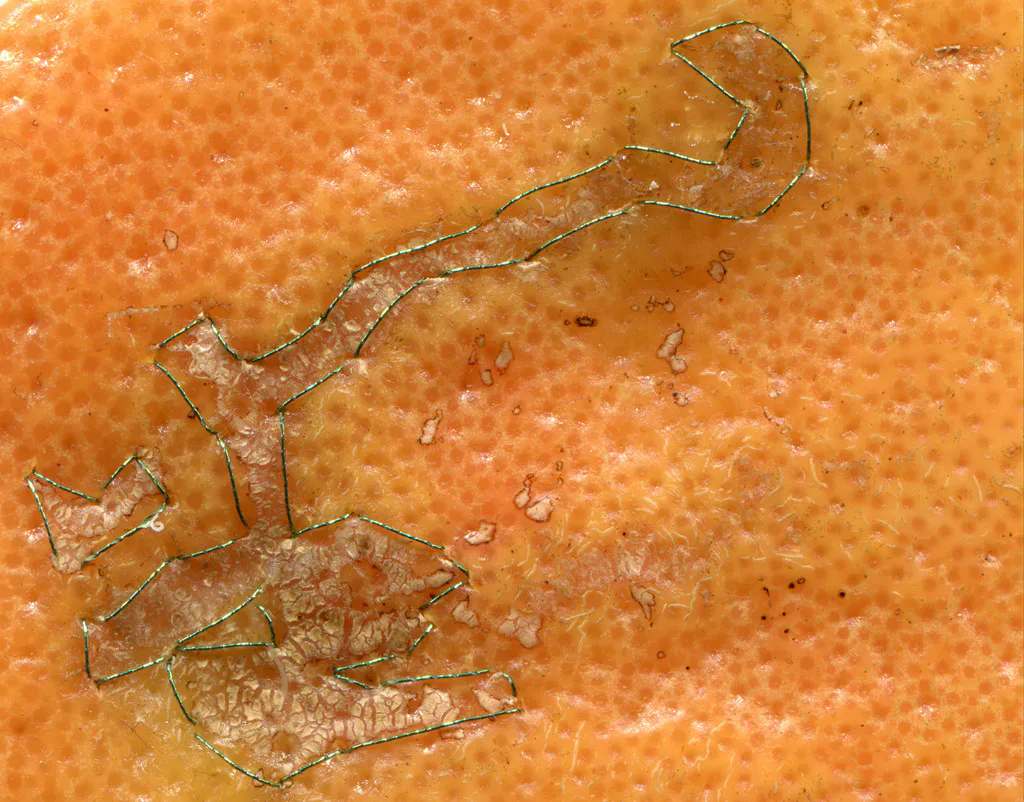 <p>De la serie,Planetas, Cítricos. 2012. Impresión digital 70 x55cm. | Cáscaras bordadas de mandarina, toronja,naranja y lima.</p>
