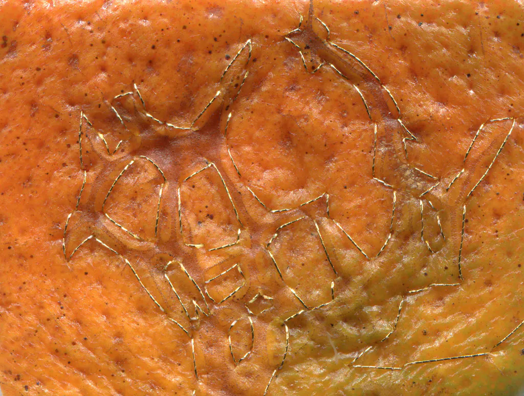 <p>De la serie,Planetas, Cítricos. 2012. Impresión digital 70 x55cm. | Cáscaras bordadas de mandarina, toronja,naranja y lima.</p>
