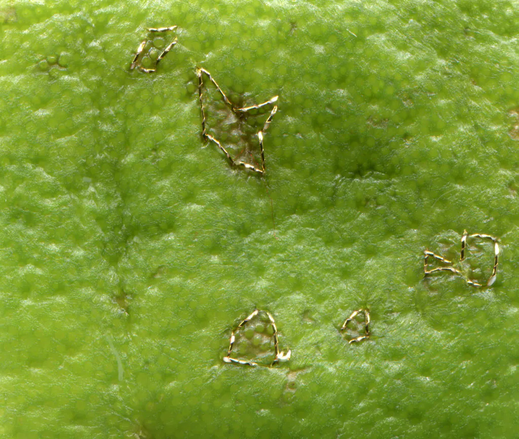 <p>De la serie,Planetas, Cítricos. 2012. Impresión digital 70 x55cm. | Cáscaras bordadas de mandarina, toronja,naranja y lima.</p>
