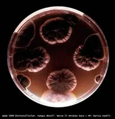 <p>AGAR 1999 | Bioninstallation. Fungus Detail. Marce. Marce. lí Antúnez Roca + Ph: Darius Koehli</p>

