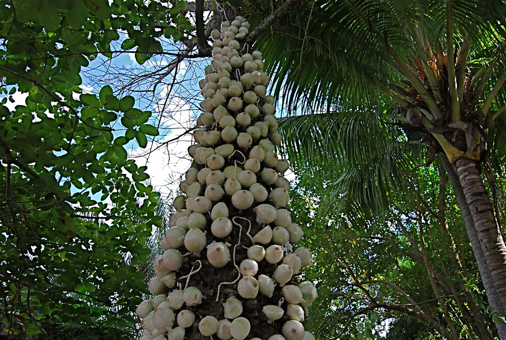 <p>La novia llorona</p>
