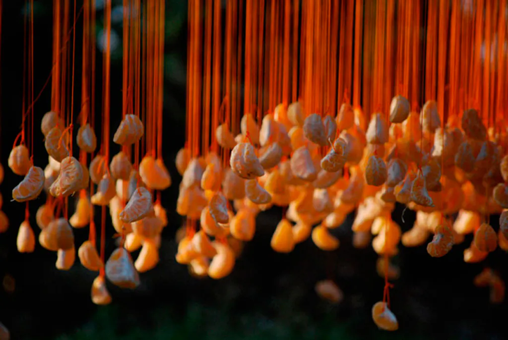<p>Gajos Místicos | Gajos de mandarina instalados con hilo de nylon en un árbol de mandarina | 6X6X6 mts. | Febrero 2012</p>
