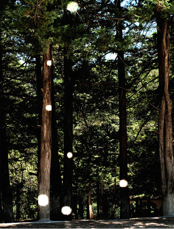 <p>Ursa minor | Instalación en el bosque, dimensiones variables | registro: impresión digital | 2010</p>
