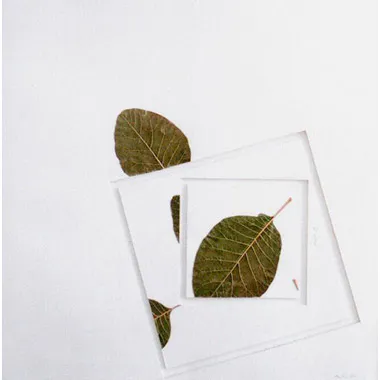 <p>Los valles tranquilos VIII | hoja natural, suajes | 36 x 33.5 cm | 2007</p>
