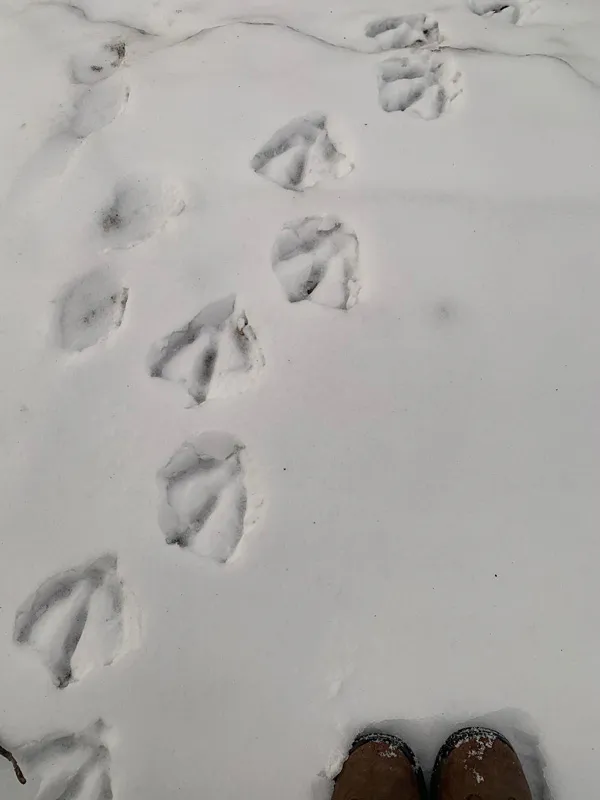 <p>Encuentro con el caminar de otro habitante de esta tierra. Huellas de ganso sobre nieve y mis zapatos con mis pies dentro de ellos. Río Rojo, Winnipeg, 2021</p>
