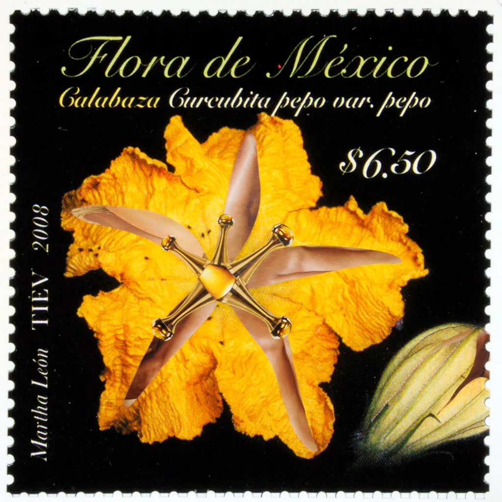 <p>Curcubita J'adore | Collage | 68.5 x 68.5 cm | 2013</p>
